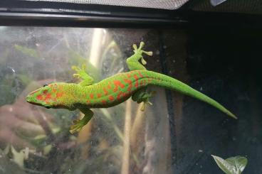 Geckos kaufen und verkaufen Foto: Großer Madagaskar-Taggecko Phelsuma grandis - Nachzuchten zu Abgabe! 
