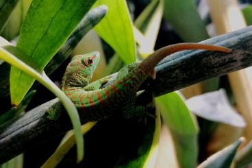 Geckos kaufen und verkaufen Photo: Phelsuma grandis - Nachzuchten abzugeben! 