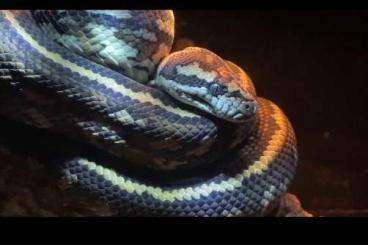 Pythons kaufen und verkaufen Photo: 1.0Morelia spilota variegata. Darwin carpet python, Striped het Albino