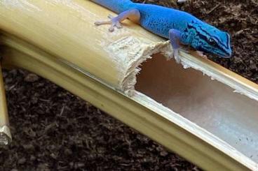 Geckos kaufen und verkaufen Foto: Lygodactylus Williamsi 6.4.x 