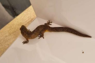 Geckos kaufen und verkaufen Foto: 1.2 Eurydactylodes agricolae 22/23