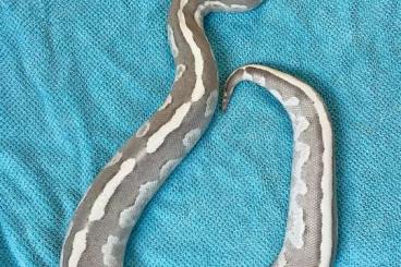 Ball Pythons kaufen und verkaufen Photo: Königspython Vanilla Cream Mojave 0.1