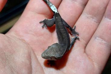 Geckos kaufen und verkaufen Foto: Crested gecko axanthic kronengecko 0.0.1