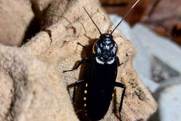 Insects kaufen und verkaufen Photo: Schaben cockroaches blaberus 