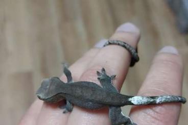 Geckos kaufen und verkaufen Foto: Axanthic kronengecko 0.0.1 crested gecko 
