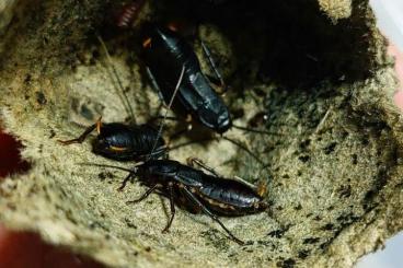 Insekten kaufen und verkaufen Foto: Schaben cockroaches blaberus 