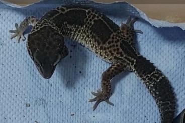 Echsen  kaufen und verkaufen Foto: Black night Leopardgecko weibchen aus 2021