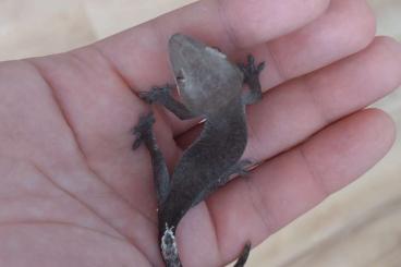 Geckos kaufen und verkaufen Photo: Axanthic kronengecko 0.1 crested gecko Weibchen 