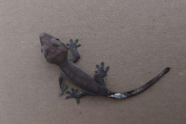 Geckos kaufen und verkaufen Photo: Crested gecko axanthic kronengecko 0.0.1