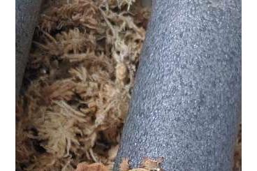 Geckos kaufen und verkaufen Foto: Crested gecko 100% het axanthic kronengeckos 