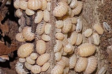 Insekten kaufen und verkaufen Foto: Asseln isopod cubaris Merulanella Porcellio 