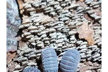 Insekten kaufen und verkaufen Foto: Asseln isopod cubaris Merulanella Porcellio 