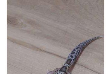 Geckos kaufen und verkaufen Foto: 0.1 BN MS Eclipse 6.24 Leopardgecko 