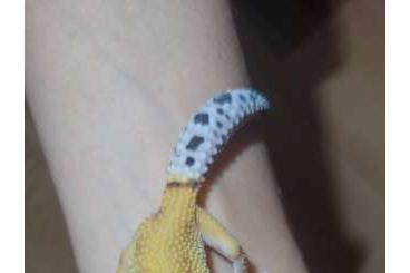 Geckos kaufen und verkaufen Photo: 0.1 BN Clown cross 6.24 Leopardgecko 