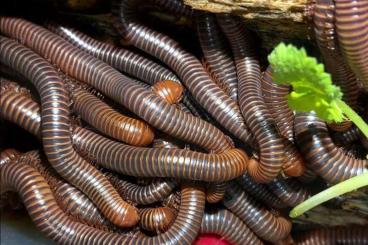 Insekten kaufen und verkaufen Foto: Tausendfüßer millipede myriapoda 