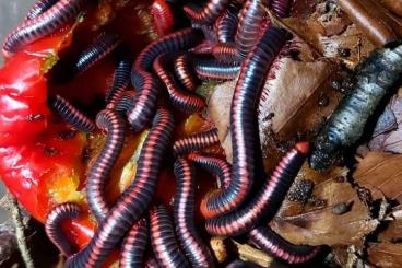 Insekten kaufen und verkaufen Foto: Tausendfüßer millipede myriapoda 