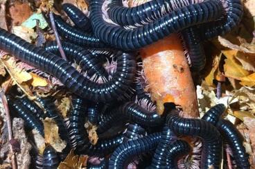 Insects kaufen und verkaufen Photo: Tausendfüßer millipede myriapoda 