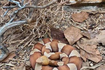 Giftschlangen kaufen und verkaufen Foto: Verschiedene schöne kleine Giftschlangen fur SnakeDay.