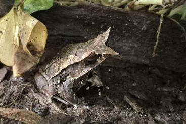 Frösche  kaufen und verkaufen Foto: 1.0 Megophrys nasuta für Hamm