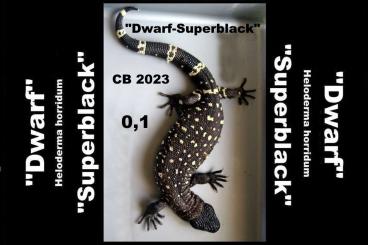 Lizards kaufen und verkaufen Photo: 0,1 Heloderma horridum "Dwarf-Superblack" CB 2023 
