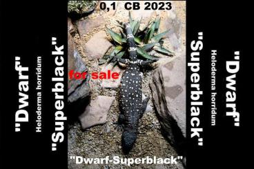 Echsen  kaufen und verkaufen Foto: 0,1 Heloderma horridum "Dwarf-Superblack" CB 2023 