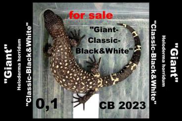 Echsen  kaufen und verkaufen Foto: Sicheres 0,1 Heloderma horridum "Giant-Classic-Black&White" CB 2023