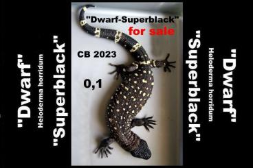 Echsen  kaufen und verkaufen Foto: 0,1 Heloderma horridum "Dwarf-Superblack" CB 2023