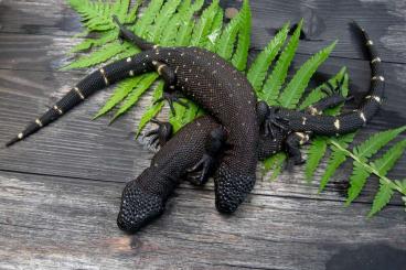 Lizards kaufen und verkaufen Photo: DWARF ULTRA BLACK Heloderma horridum CB 2024