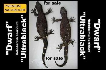 Lizards kaufen und verkaufen Photo: 1,1 HELODERMA HORRIDUM "Dwarf-Ultrablack" CB 02.2024