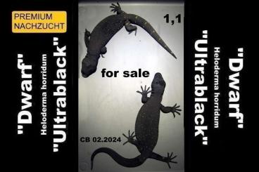 Lizards kaufen und verkaufen Photo: 1,1 HELODERMA HORRIDUM "Dwarf-Ultrablack" CB 02.2024 