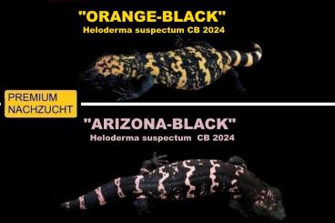 Echsen  kaufen und verkaufen Foto: CB/NZ 2024 "Orange-Black" & "Arizona-Black" Gila-Monsters! 