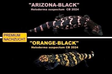 Lizards kaufen und verkaufen Photo: CB/NZ 2024 "Arizona-Black" & "Orange-Black" Gila-Monsters! 