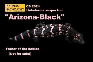 Lizards kaufen und verkaufen Photo: CB/NZ 2024 "Arizona-Black"  Gila-Monsters! (Heloderma suspectum)