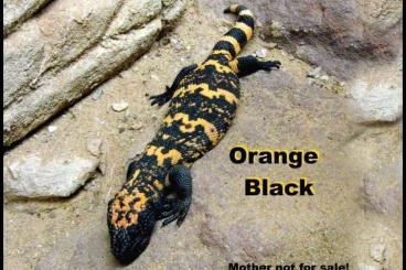 Echsen  kaufen und verkaufen Foto: CB/NZ 2024 "Orange-Black" Gila-Monsters! (Heloderma suspectum)