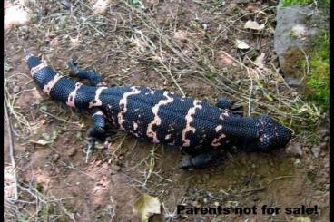 Echsen  kaufen und verkaufen Foto: CB/NZ 2024 "Arizona-Black" Gila-Monsters! (Heloderma suspectum) 