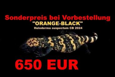 Echsen  kaufen und verkaufen Foto: CB/NZ 2024 "Orange-Black" Gila-Monsters! (Heloderma suspectum)