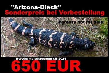 Echsen  kaufen und verkaufen Foto: CB/NZ 2024 "Arizona-Black" Gila-Monsters! (Heloderma suspectum) 