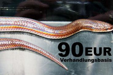 Schlangen kaufen und verkaufen Foto: Regenbogenschlange "Sonnenstrahlschlange" (Xenopeltis unicolor) 1,0