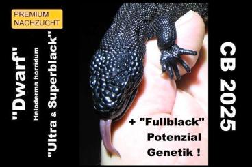 Echsen  kaufen und verkaufen Foto: NZ/CB 2025 Heloderma horridum "Dwarf-Superblack" & "Dwarf-Ultrablack"