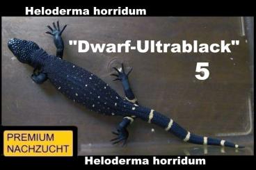 Lizards kaufen und verkaufen Photo: ⚠️GELEGENHEIT⚠️ 1,1 Heloderma horridum "Dwarf-Ultrablack" ⚠️HOLDBACK⚠️ Lizards kaufen und verkaufen Photo: ⚠️GELEGENHEIT⚠️ 1,1 Heloderma horridum "Dwarf-Ultrablack" ⚠️HOLDBACK⚠️