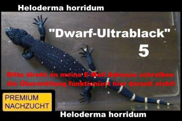 Lizards kaufen und verkaufen Photo: ⚠️GELEGENHEIT⚠️ 1,1 Heloderma horridum "Dwarf-Ultrablack" ⚠️HOLDBACK⚠️ Lizards kaufen und verkaufen Photo: ⚠️GELEGENHEIT⚠️ 1,1 Heloderma horridum "Dwarf-Ultrablack" ⚠️HOLDBACK⚠️