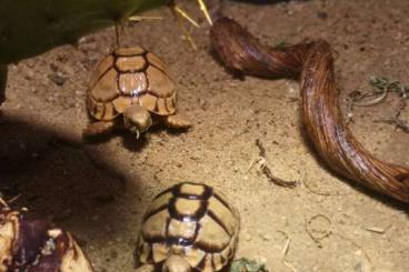 Tortoises kaufen und verkaufen Photo: Testudo Kleinmanni Weibchen 