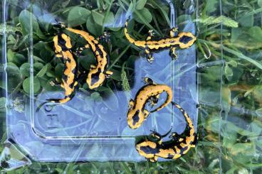 salamanders kaufen und verkaufen Photo: Salamandra salamandra terrestris "Solling"