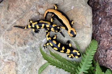 Salamander kaufen und verkaufen Foto: Salamandra salamandra gigliolii
