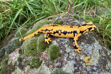 Salamander kaufen und verkaufen Foto: Salamandra salamandra terrestris (Solling)