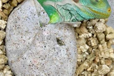 Echsen  kaufen und verkaufen Foto: Brachylophus Vitiensis hatchlings from 24