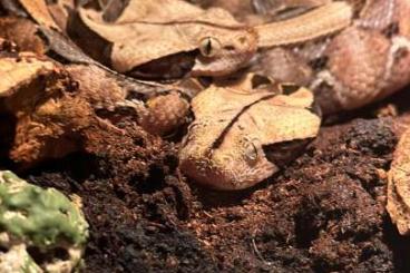 Giftschlangen kaufen und verkaufen Foto: Biete 1.1 Bitis Gabonica rhinoceros)