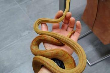 Schlangen kaufen und verkaufen Foto: Corallus Hortulanus 2019 male
