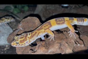 Geckos kaufen und verkaufen Foto: 0.2 Leopardgecko/Eublepharis macularius