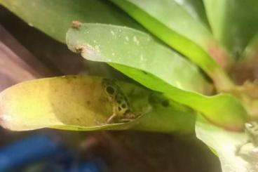Poison dart frogs kaufen und verkaufen Photo:   Oophaga pumilio colon  